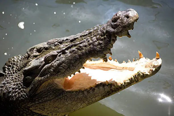 Photo of Crocodile