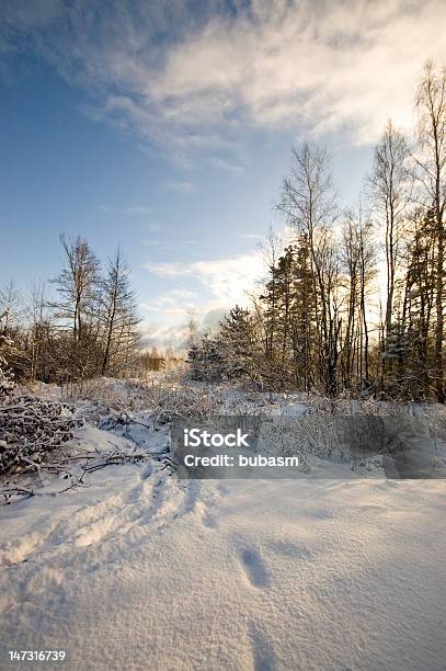 Winter Landscape Stock Photo - Download Image Now - Agricultural Field, Birch Tree, Blue