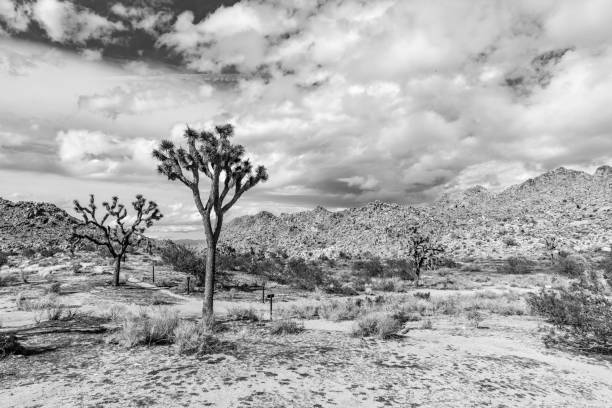 landscape with joshua trees in the desert stock photo