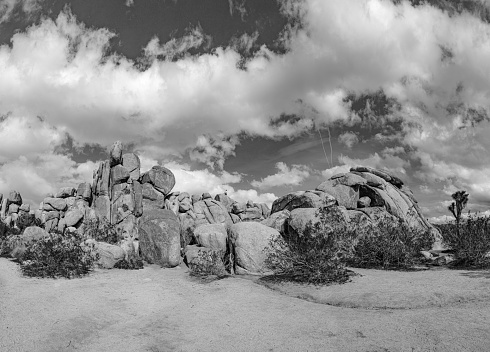 landscape with joshua trees in the Joshua tree national park, USA