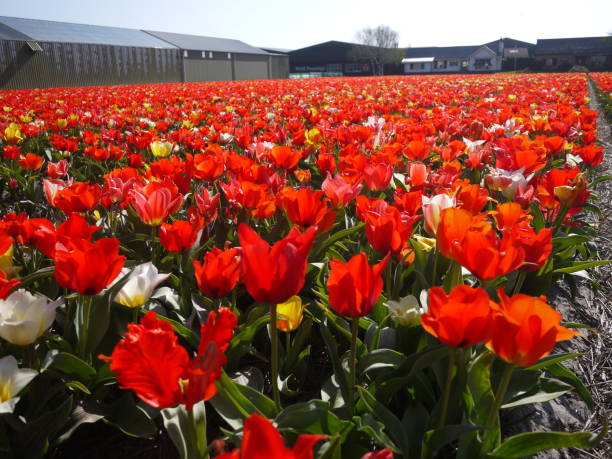 istock Tulip Fields in Lisse The  Netherlands 1473167748