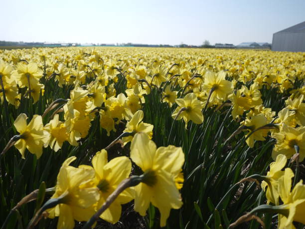istock Tulip Fields in Lisse The  Netherlands 1473167757