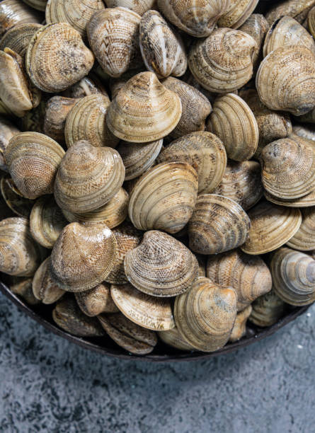 istock Clams fresh seafood catch macro closeup texture on gray 1473167780