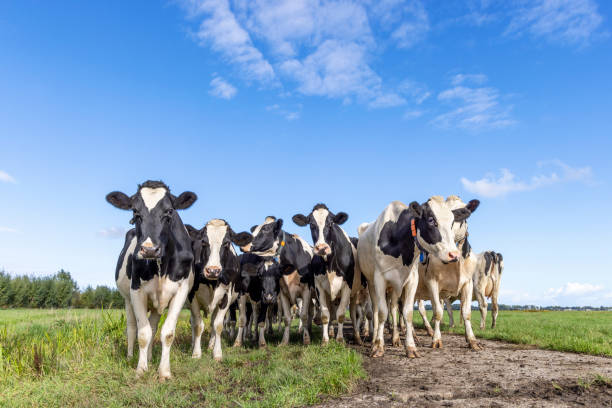 istock Cows in front row, a black and white herd, group together in a field, happy and joyful in a green field and a blue sky 1473167802