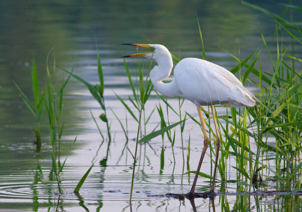 grande aigrette, ardea alba. un oiseau se tient sur la rive d’une rivière, lançant un poisson capturé - wading snowy egret egret bird photos et images de collection