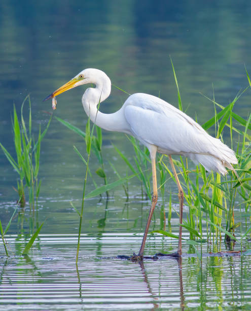 grande aigrette, ardea alba. un oiseau tient un petit poisson dans son bec - wading snowy egret egret bird photos et images de collection