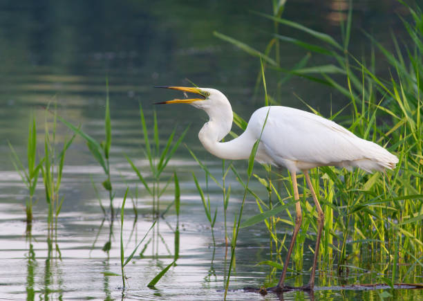 grande aigrette, ardea alba. un oiseau attrape un poisson et le retourne pour le manger - wading snowy egret egret bird photos et images de collection