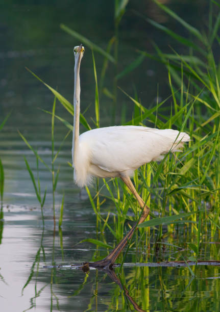 grande aigrette, ardea alba. un oiseau debout dans l’eau, regardant dans l’objectif de la caméra - wading snowy egret egret bird photos et images de collection