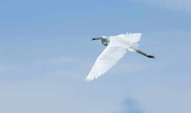 grande aigrette, ardea alba. un oiseau tient une proie dans son bec et vole contre le ciel - wading snowy egret egret bird photos et images de collection