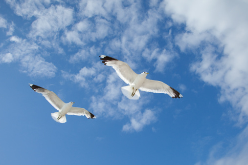 seagulls flying over the Istanbul Strait