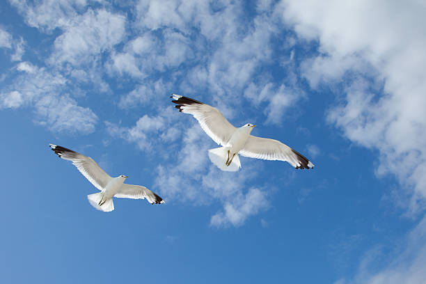 Morze Gulls w błękitne niebo – zdjęcie