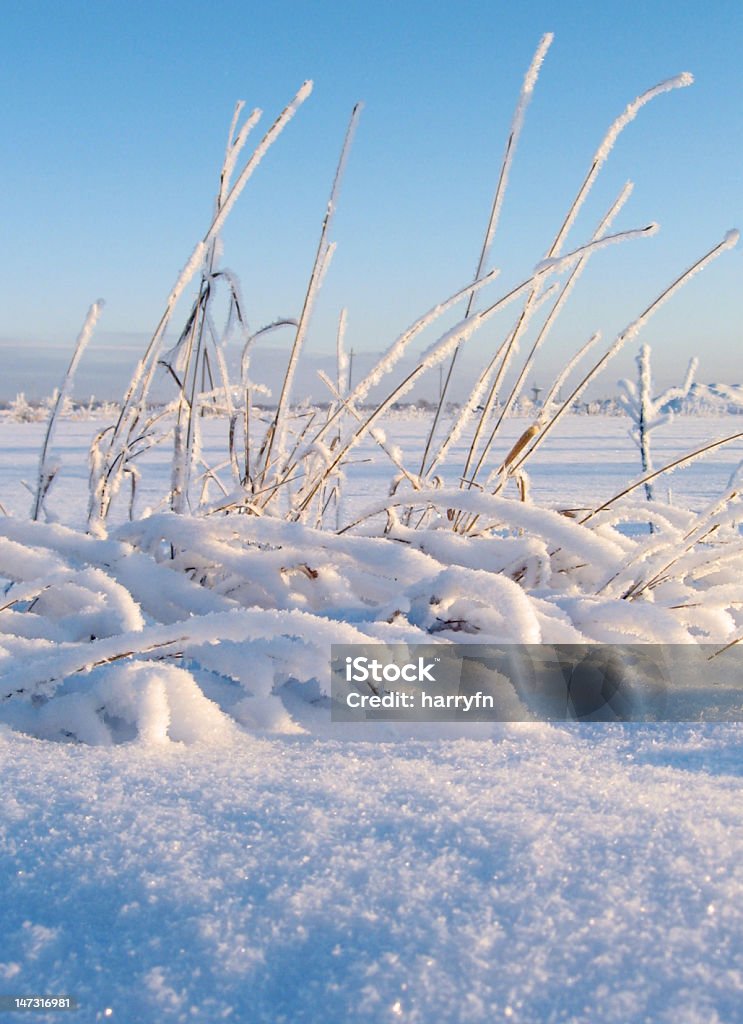 Cannule in inverno - Foto stock royalty-free di Agricoltura