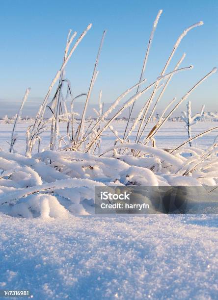 Słomki W Zimie - zdjęcia stockowe i więcej obrazów Arktyka - Arktyka, Bez ludzi, Biały