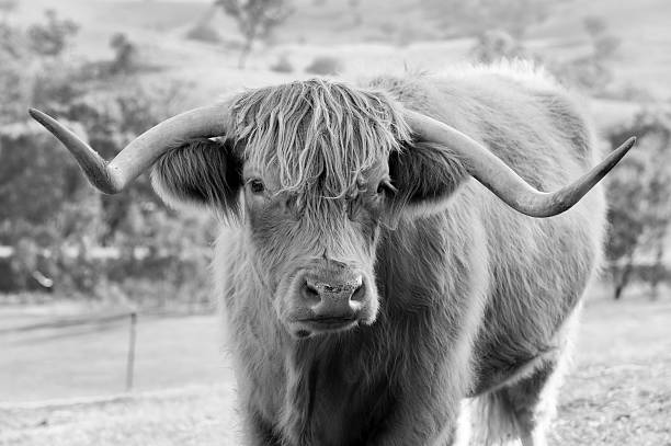 istock Highland Cow close up. 147317025