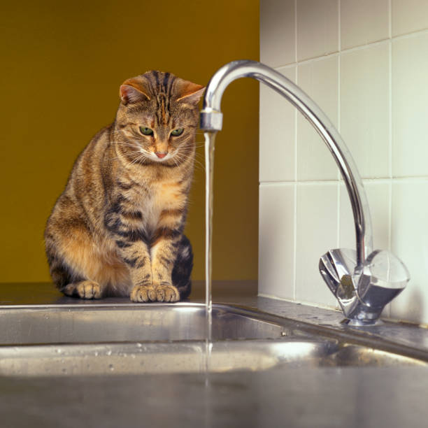 istock Tabby cat watching the water from the tap 1473170788