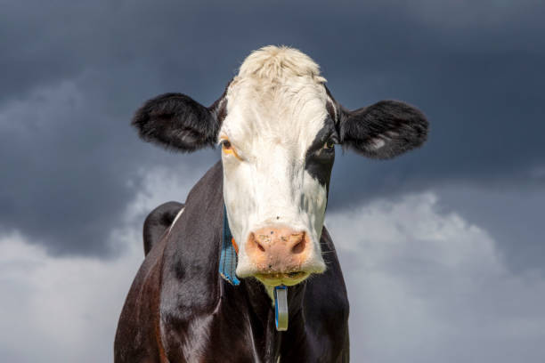 istock Cow looking front, looming thunderstorm sky background, black and white livestock 1473171034