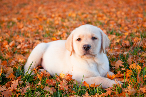 A yellow lab puppy resting in the first of fall leaves.