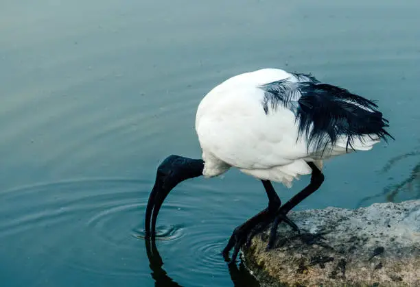 A white graceful ibis bird on the pond. Birdwatching.