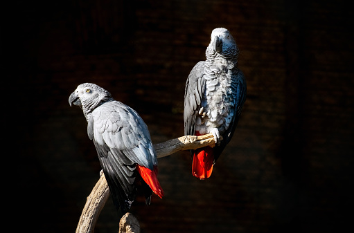 Two adult grey Jacko parrots are sitting on a branch on a black background. Copy space. Wild animals and nature concept. Natural.wallpaper.