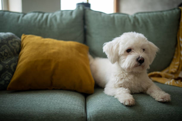 istock Maltese dog on a living room sofa 1473173316