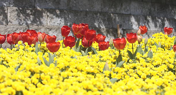 red and yellow - colors of spring stock photo