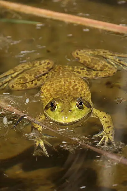 Photo of American Bullfrog Swimming