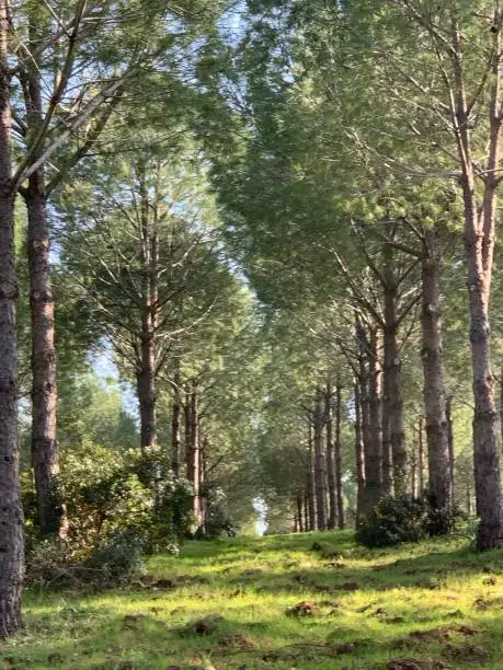 Forest in Altinkum/Didim