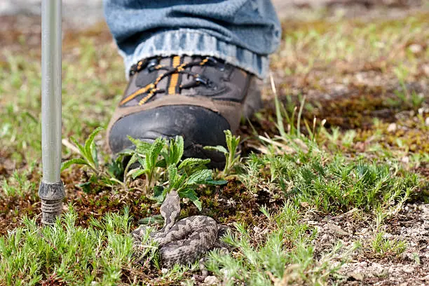 Horned viper in natural habitat with tracker boot.