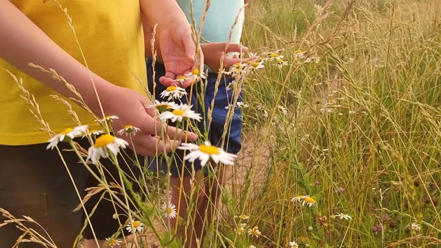 Childrens hands touch daisies in the field, in summer