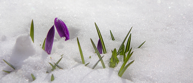 The end of winter. Young greenery and crocus flowers break through the snow after a snowfall under the spring sun, welcoming the revival of life and nature.