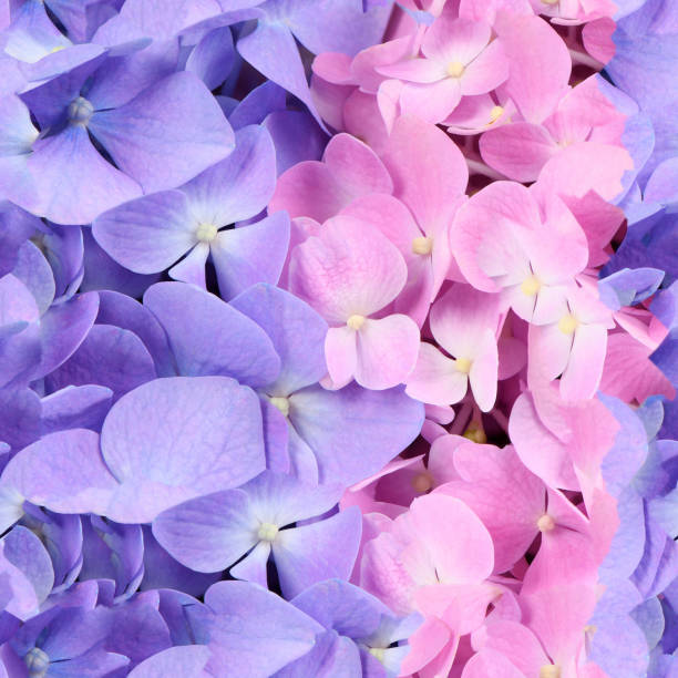 Seamless texture or wallpaper, Pink and blue flower hydrangea background. High resolution. Full depth of field.