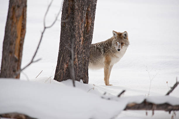 istock Coyote in a Snowy Scene 147317824