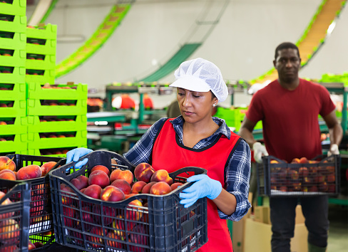 Focused latino employee stacking boxes with sorted peaches on fruits sorting department