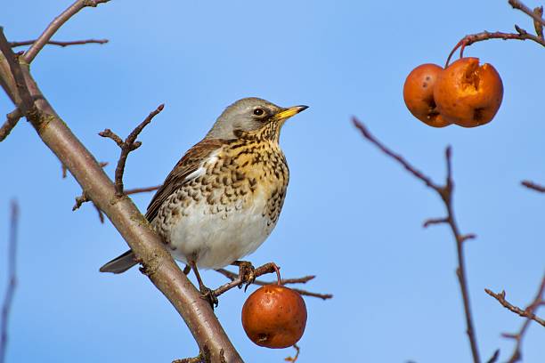 istock Fieldfare and Spring Harvest 147317999