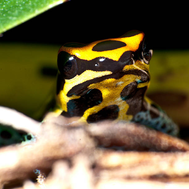 istock Portrait of a Poison Dart Frog 147318014