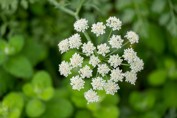 champ de fleurs d’anis. ingrédient alimentaire et boissons. plante médicinale fraîche. fond de champ d’anis en fleurs par une journée ensoleillée d’été. - anis photos et images de collection