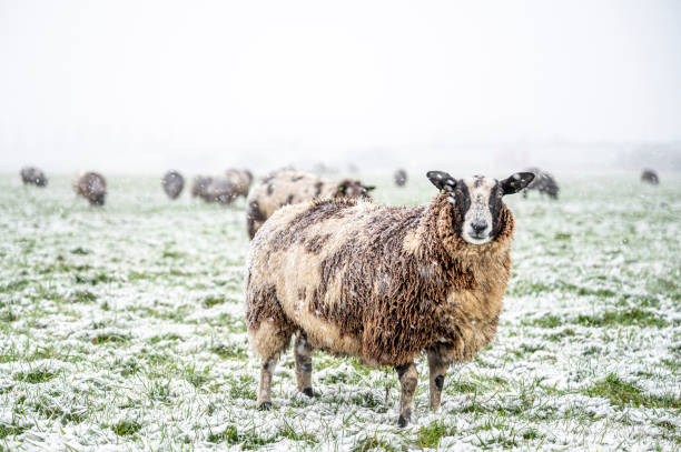 istock Sheep in a snow covered meadow in a winter landscape 1473183537