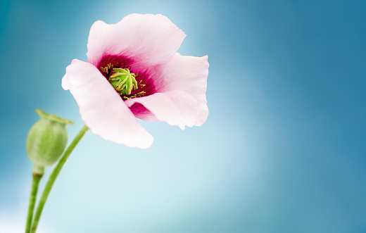 two poppy flowers. one blooming, the second with a poppy box on a blue background with a place for text