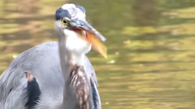 Great blue heron - hunting in the river caught two fish at the same time