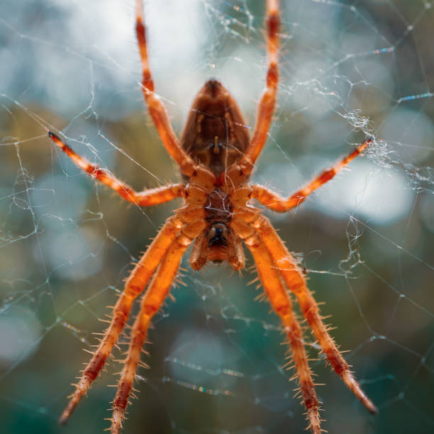 istock spider on the spider web waiting to hunt 1473184298