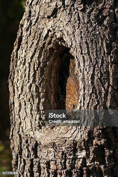 Knotenloch Stockfoto und mehr Bilder von Astloch - Astloch, Baum, Baumrinde