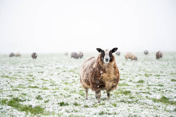 istock Sheep in a snow covered meadow in a winter landscape 1473185057