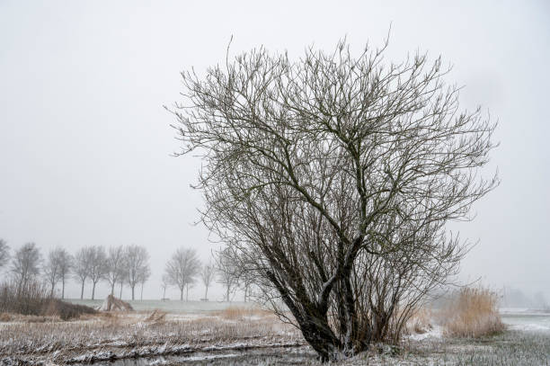 istock Winter rural landscape during a blizzard on a cold afternoon 1473185129