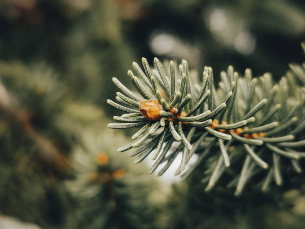 istock Wintry Serenity: Evergreen Spruce with Delicately Soft Needles Against a Snowy Background. 1473185506