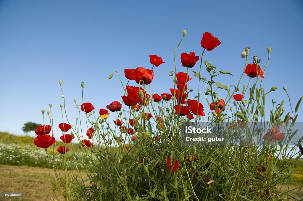 Papaver - Foto de stock de Afloramento royalty-free