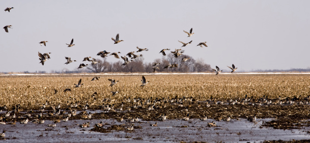 Migrating Pintail and Mallard ducks gather on a South Dakota pond in early Spring