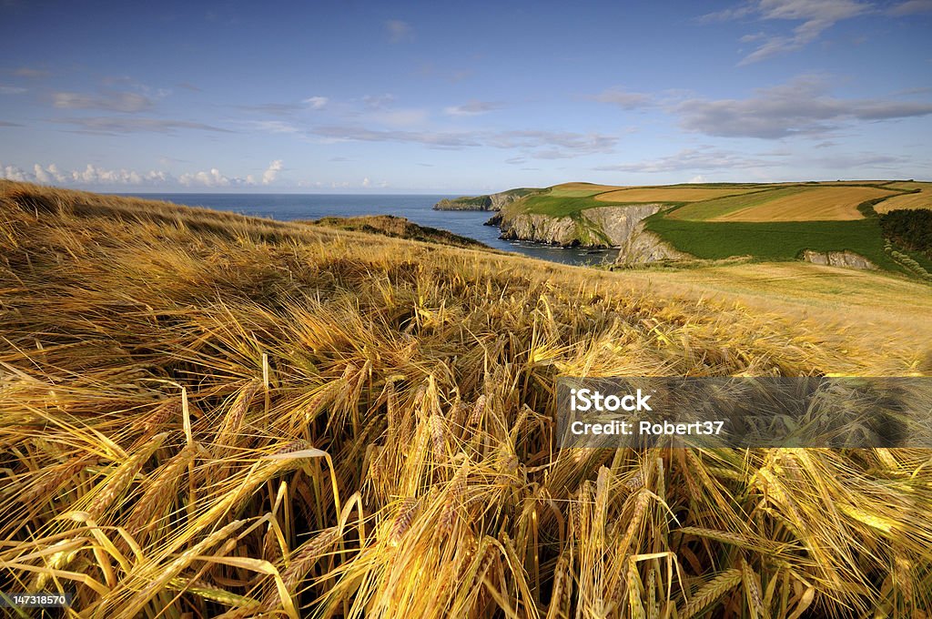 Golden granos de campos de Irlanda - Foto de stock de Campo - Tierra cultivada libre de derechos