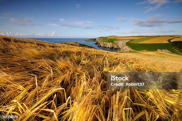 Golden Granos De Campos De Irlanda Foto de stock y más banco de imágenes de Campo - Tierra cultivada - Campo - Tierra cultivada, Grano - Planta, Acantilado