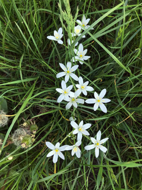 istock White flowers in the grass. 1473185771