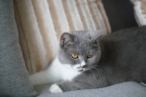 British shorthair cat indoor on sofa